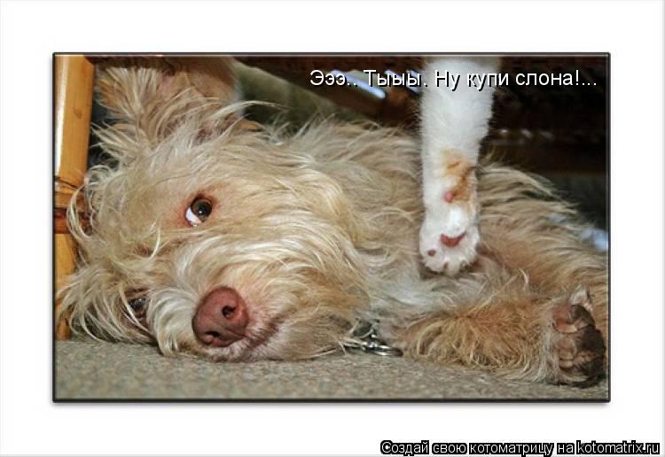 Эээ.. Тыыы. Ну купи слона!...... Котоматрица: Эээ.. Тыыы. Ну купи слона!...