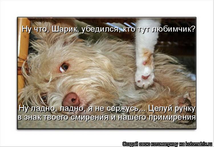 Котоматрица: Ну что, Шарик, убедился, кто тут любимчик? Ну ладно, ладно, я не сержусь... Целуй ручку в знак твоего смирения и нашего примирения