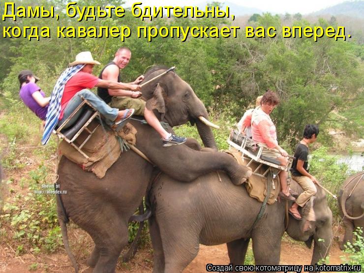 Дамы, будьте бдительны, когда кавалер пропускает вас вперед.... Котоматрица: Дамы, будьте бдительны, когда кавалер пропускает вас вперед.