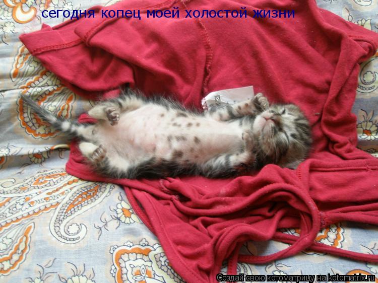 Котоматрица: сегодня копец моей холостой жизни