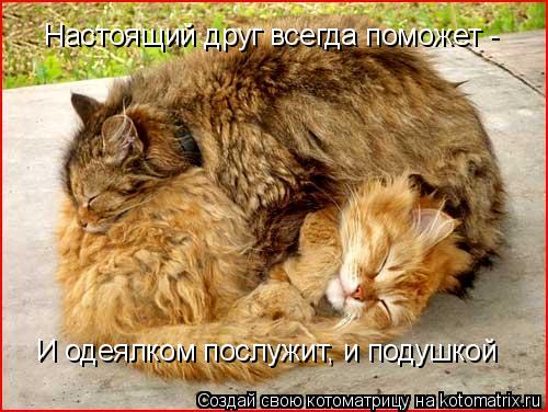 Котоматрица: Настоящий друг всегда поможет - И одеялком послужит, и подушкой