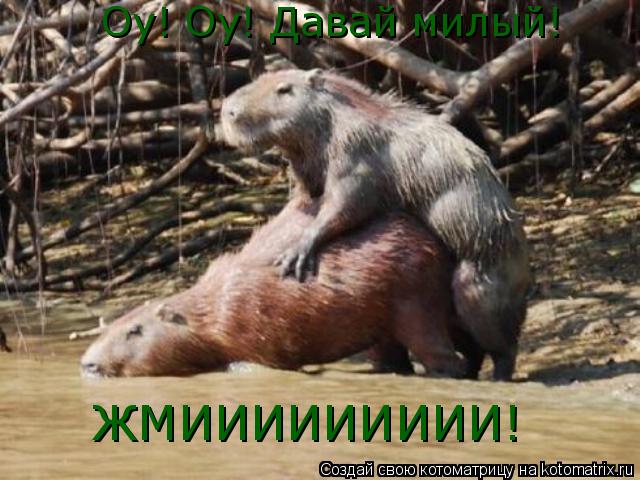 Котоматрица: Оу! Оу! Давай милый!  ЖМИИИИИИИИИ!