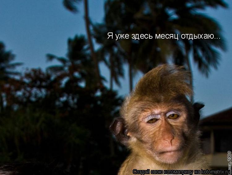 Котоматрица: Я уже здесь месяц отдыхаю...