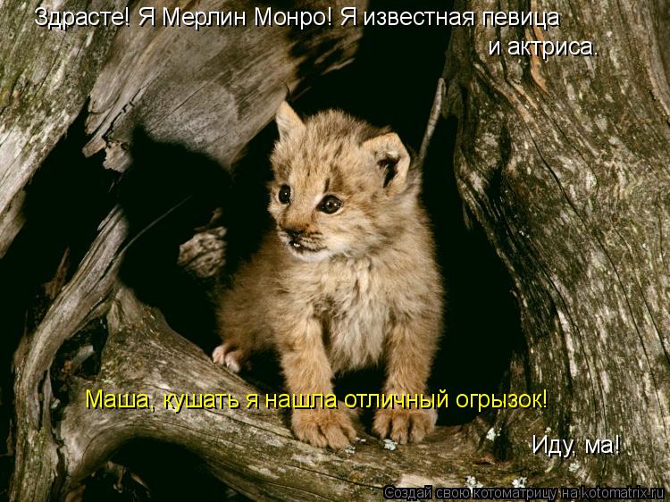 Котоматрица: Здрасте! Я Мерлин Монро! Я известная певица и актриса. Маша, кушать я нашла отличный огрызок! Иду, ма!