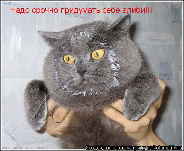 Котоматрица: Надо срочно придумать себе алиби!!!