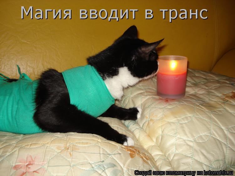 Котоматрица: Магия вводит в транс