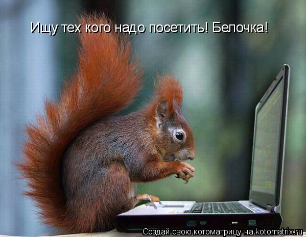 Котоматрица: Ищу тех кого надо посетить! Белочка! Ищу тех кого надо посетить! Белочка!