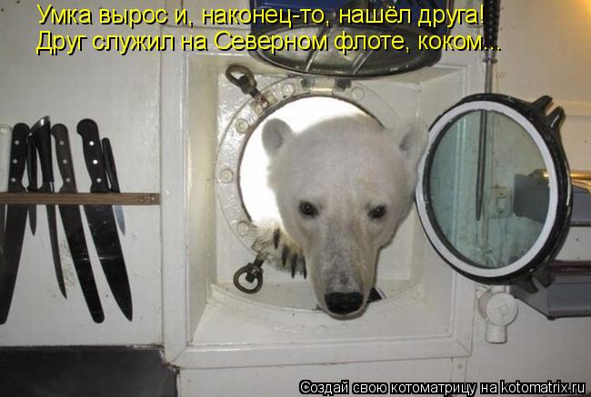 Умка вырос и, наконец-то, нашёл друга! Друг служил на Северном флоте, коком...... Котоматрица: Умка вырос и, наконец-то, нашёл друга! Друг служил на Северном флоте, коком...