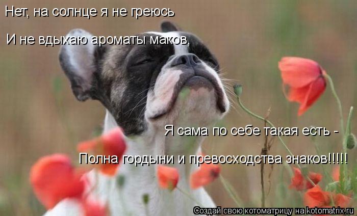 Нет, на солнце я не греюсь И не вдыхаю ароматы маков, Я сама по себе такая есть - Полна гордыни и пре... Котоматрица: Нет, на солнце я не греюсь И не вдыхаю ароматы маков, Я сама по себе такая есть - Полна гордыни и превосходства знаков!!!!!
