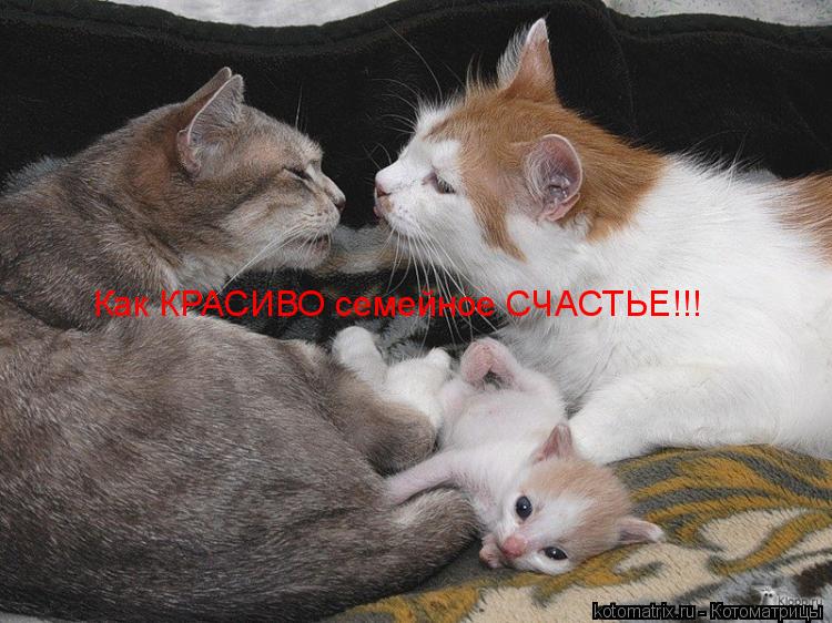 Как КРАСИВО семейное СЧАСТЬЕ!!!... Котоматрица: Как КРАСИВО семейное СЧАСТЬЕ!!!