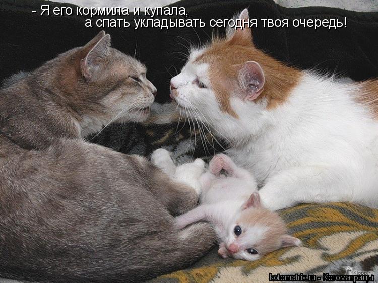 Котоматрица: - Я его кормила и купала,  а спать укладывать сегодня твоя очередь!