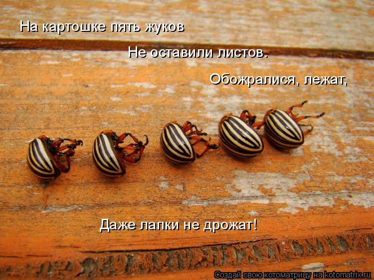 Котоматрица: На картошке пять жуков  Не оставили листов. Обожралися, лежат, Даже лапки не дрожат!