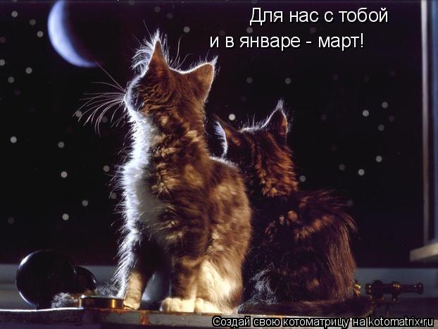 Котоматрица: Для нас с тобой и в январе - март!