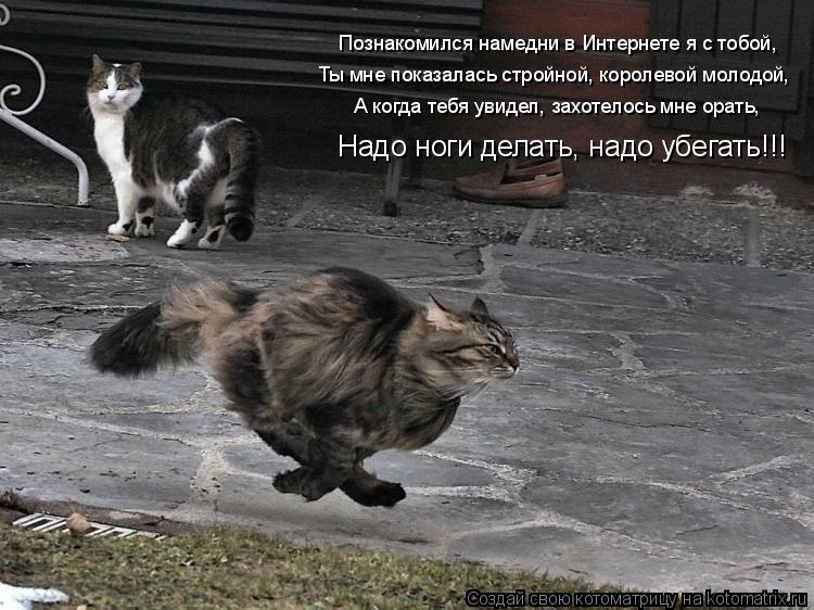 Познакомился намедни в Интернете я с тобой, Ты мне показалась стройной, королевой молодой, А когда те... Котоматрица: Познакомился намедни в Интернете я с тобой, Ты мне показалась стройной, королевой молодой, А когда тебя увидел, захотелось мне орать, Надо н