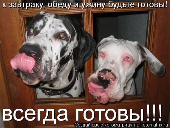 к завтраку, обеду и ужину будьте готовы! всегда готовы!!!... Котоматрица: к завтраку, обеду и ужину будьте готовы! всегда готовы!!!