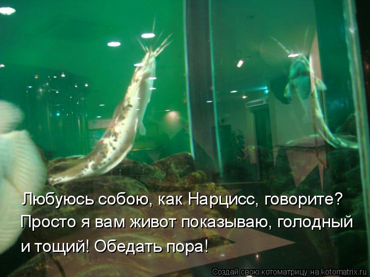 Любуюсь собою, как Нарцисс, говорите? Просто я вам живот показываю, голодный и тощий! Обедать пора!... Котоматрица: Любуюсь собою, как Нарцисс, говорите? Просто я вам живот показываю, голодный и тощий! Обедать пора!