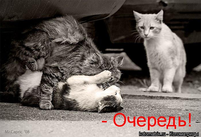 - Очередь!... Котоматрица: - Очередь!