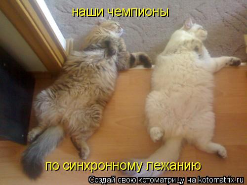 наши чемпионы по синхронному лежанию... Котоматрица: наши чемпионы по синхронному лежанию