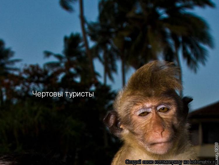 Чертовы туристы... Котоматрица: Чертовы туристы