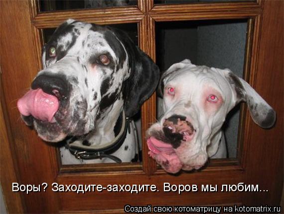 Воры? Заходите-заходите. Воров мы любим...... Котоматрица: Воры? Заходите-заходите. Воров мы любим...