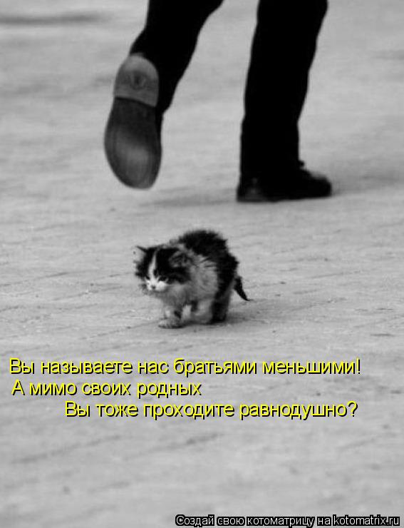 Вы называете нас братьями меньшими! А мимо своих родных Вы тоже проходите равнодушно?... Котоматрица: Вы называете нас братьями меньшими! А мимо своих родных Вы тоже проходите равнодушно?