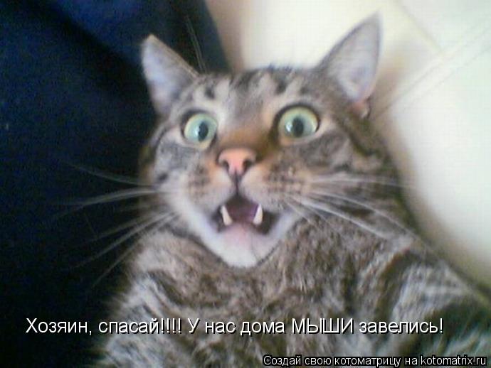 Хозяин, спасай!!!! У нас дома МЫШИ завелись!... Котоматрица: Хозяин, спасай!!!! У нас дома МЫШИ завелись!