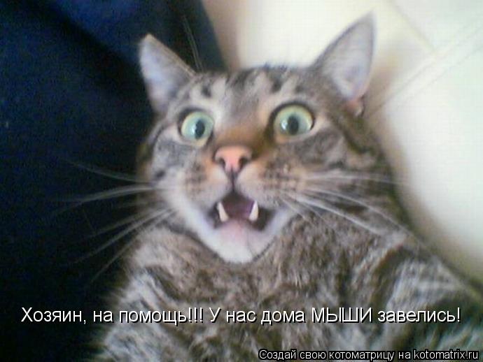 Хозяин, на помощь!!! У нас дома МЫШИ завелись!... Котоматрица: Хозяин, на помощь!!! У нас дома МЫШИ завелись!