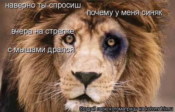 наверно ты спросиш почему у меня синяк вчера на стрелке с мышами дрался... Котоматрица: наверно ты спросиш почему у меня синяк вчера на стрелке с мышами дрался