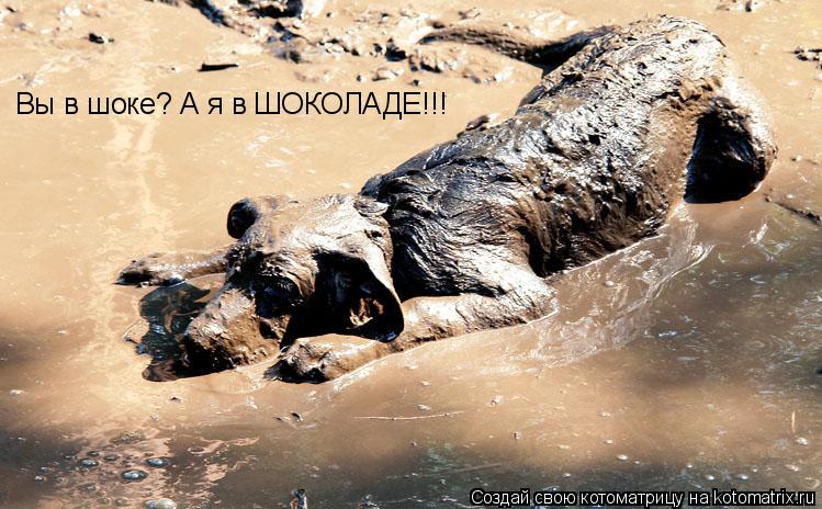 Вы в шоке? А я в ШОКОЛАДЕ!!!... Котоматрица: Вы в шоке? А я в ШОКОЛАДЕ!!!