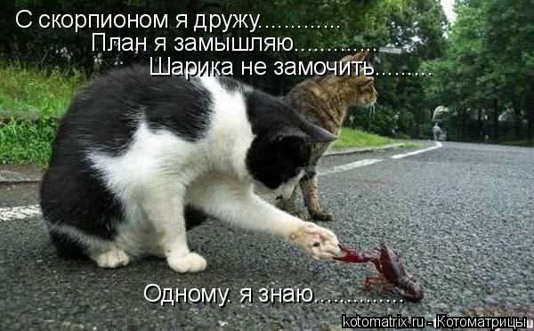 С скорпионом я дружу............. План я замышляю............. Шарика не замочить......... Одному. я ... Котоматрица: С скорпионом я дружу............. План я замышляю............. Шарика не замочить......... Одному. я знаю..............