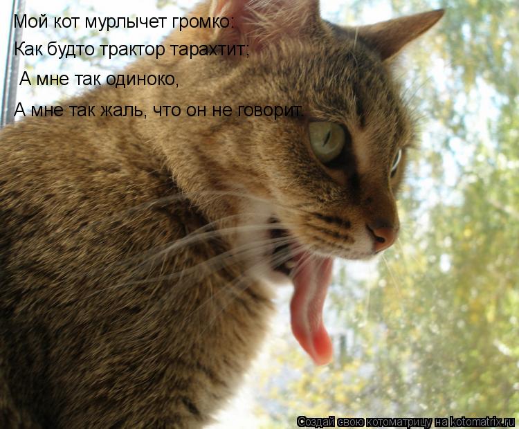 Котоматрица: Мой кот мурлычет громко: Как будто трактор тарахтит; А мне так одиноко, А мне так жаль, что он не говорит.