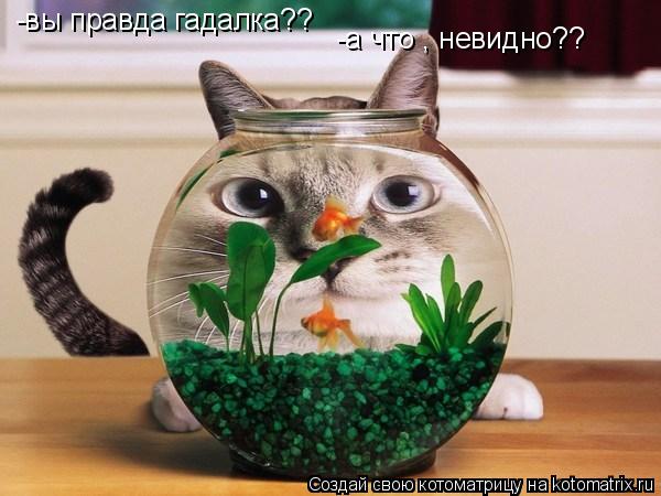 -вы правда гадалка?? -а что , невидно??... Котоматрица: -вы правда гадалка?? -а что , невидно??