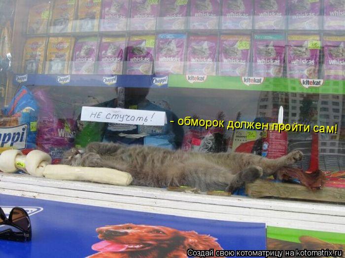 - обморок должен пройти сам!... Котоматрица: - обморок должен пройти сам!