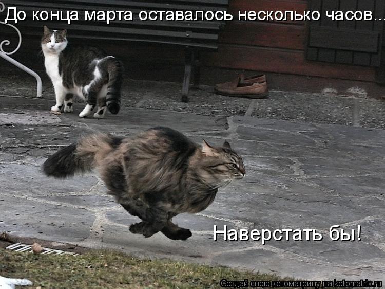 До конца марта оставалось несколько часов... Наверстать бы!... Котоматрица: До конца марта оставалось несколько часов... Наверстать бы!