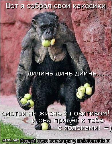 Вот я собрал свои какосики дилинь динь диинь..... смотри на жизнь с позитивом! =) и она придёт к теб... Котоматрица: Вот я собрал свои какосики дилинь динь диинь..... смотри на жизнь с позитивом! =) и она придёт к тебе с яблоками! =)