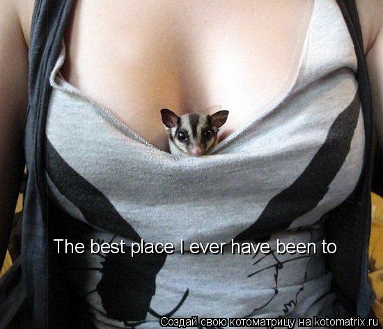 The best place I ever have been to... Котоматрица: The best place I ever have been to