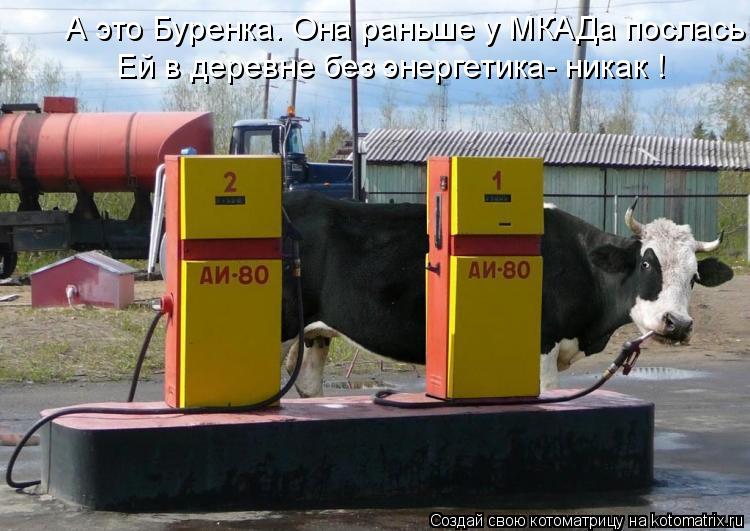 А это Буренка. Она раньше у МКАДа послась Ей в деревне без энергетика- никак !... Котоматрица: А это Буренка. Она раньше у МКАДа послась Ей в деревне без энергетика- никак !