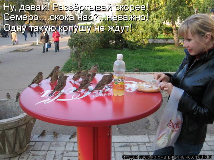 Котоматрица: Ну, давай! Развёртывай скорее! Семеро....скока нас?...неважно! Одну такую копушу не ждут!
