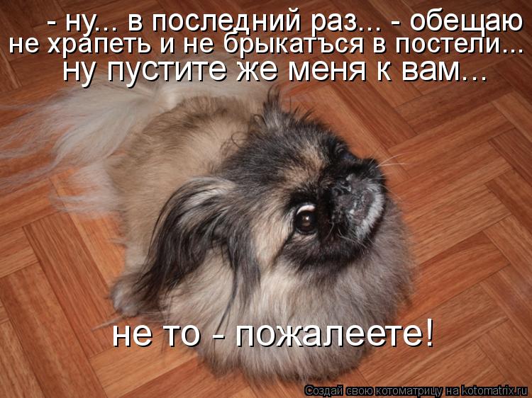 Котоматрица: - ну... в последний раз... - обещаю не храпеть и не брыкатъся в постели... ну пустите же меня к вам... не то - пожалеете! не храпеть и не брыкатъся в 