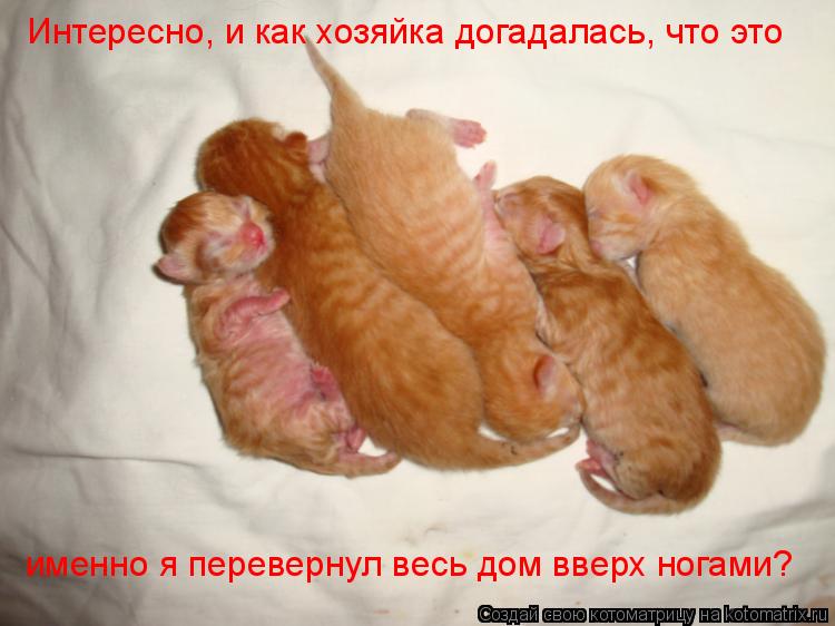 Интересно, и как хозяйка догадалась, что это именно я перевернул весь дом вверх ногами?... Котоматрица: Интересно, и как хозяйка догадалась, что это именно я перевернул весь дом вверх ногами?