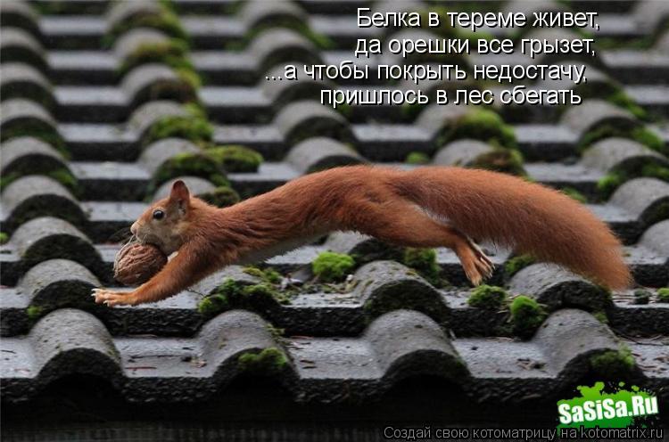 Белка в тереме живет, да орешки все грызет, ...а чтобы покрыть недостачу, пришлось в лес сбегать... Котоматрица: Белка в тереме живет, да орешки все грызет, ...а чтобы покрыть недостачу, пришлось в лес сбегать