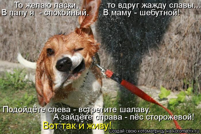 То желаю ласки, то вдруг жажду славы... В папу я - спокойный. В маму - шебутной! Под... Котоматрица: То желаю ласки, то вдруг жажду славы... В папу я - спокойный. В маму - шебутной! Подойдёте слева - встретите шалаву. А зайдёте справа