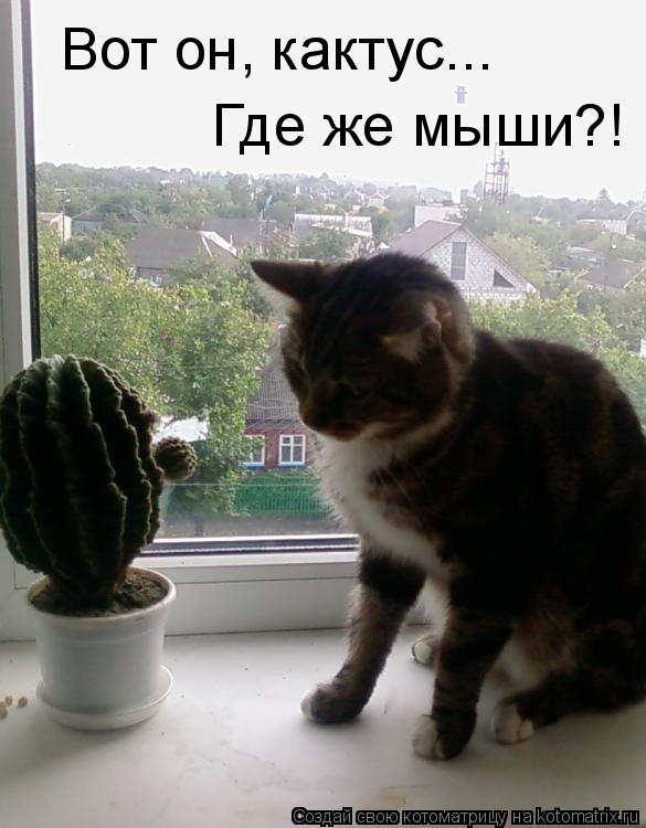 Котоматрица: Вот он, кактус... Где же мыши?!