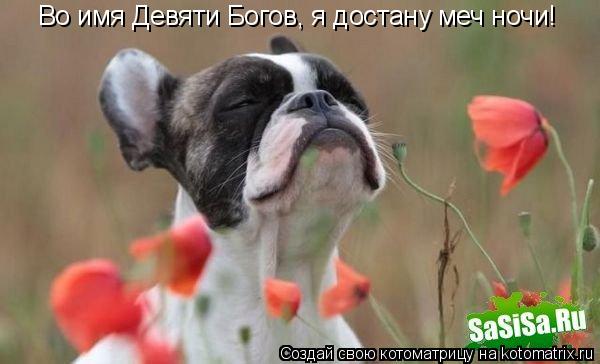 Котоматрица: Во имя Девяти Богов, я достану меч ночи!