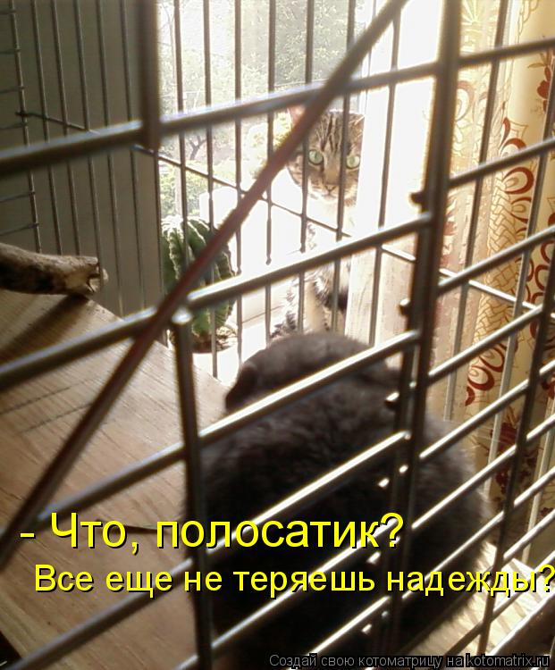 - Что, полосатик? Все еще не теряешь надежды?... Котоматрица: - Что, полосатик? Все еще не теряешь надежды?