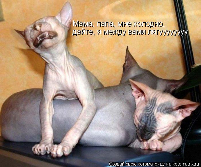 Котоматрица: Мама, папа, мне холодно, дайте, я между вами лягуууууууу