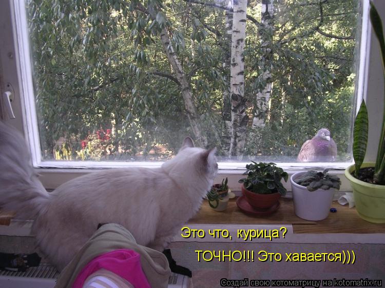 Котоматрица: Это что, курица? ТОЧНО!!! Это хавается)))