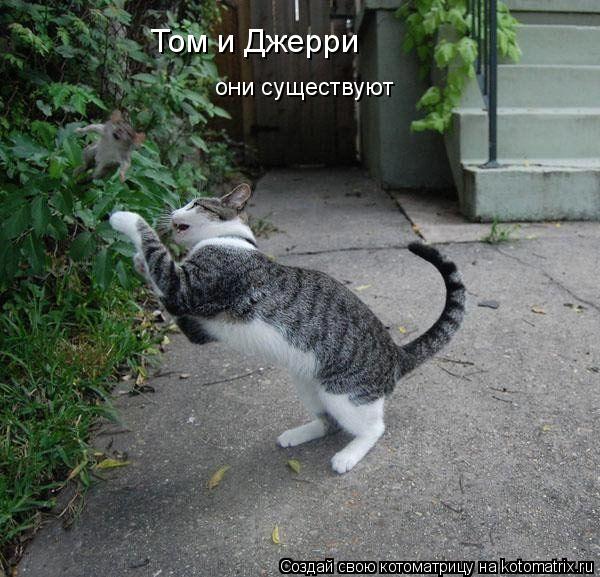 Котоматрица: Том и Джерри они существуют