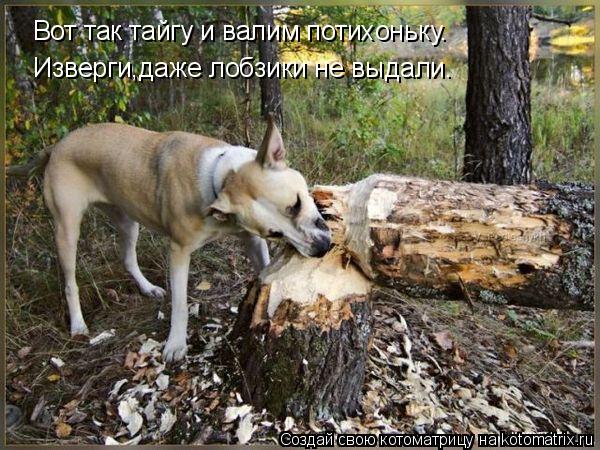 Вот так тайгу и валим потихоньку. Изверги,даже лобзики не выдали.... Котоматрица: Вот так тайгу и валим потихоньку. Изверги,даже лобзики не выдали.