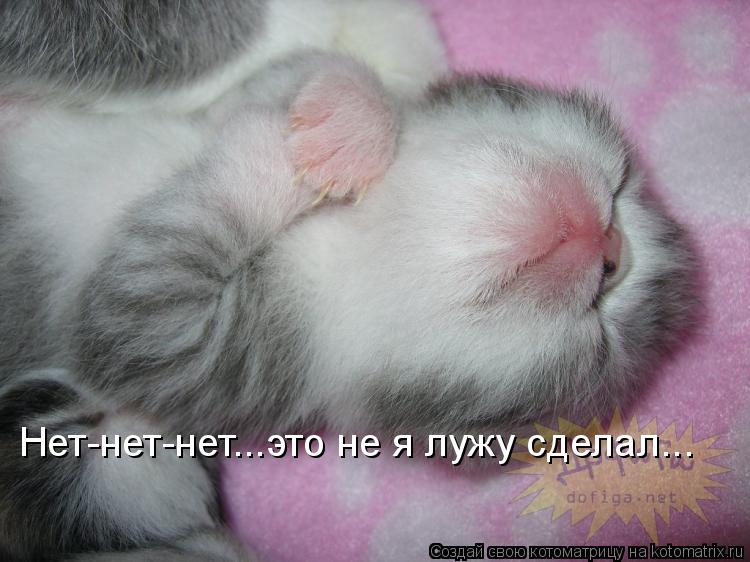 Котоматрица: Нет-нет-нет...это не я лужу сделал...